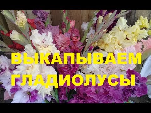 Видео: Когда выкапывать гладиолусы? Обработка гладиолусов. Мои два способа.