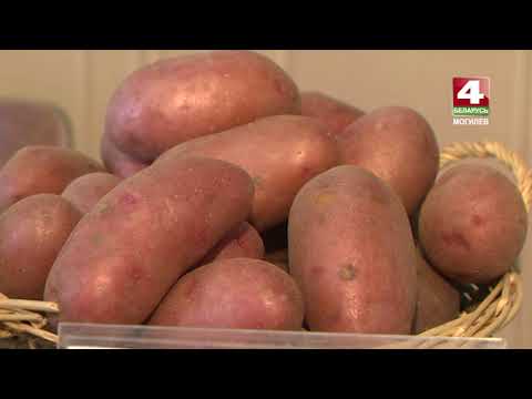 Видео: Самая вкусная белорусская картошка – в Могилевской области [БЕЛАРУСЬ 4| Могилев]