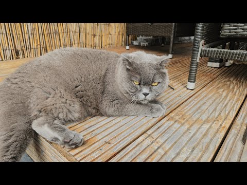 Видео: Укусил меня! И не даёт пройти! 😁