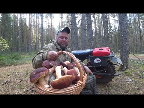 Видео: ПЕРЕД РЫБАЛКОЙ НАКОСИЛ КОРЗИНУ УРОДЦЕВ! ЗАКРЫТИЕ ГРИБНОГО СЕЗОНА \ С ДНЁМ ГРИБНИКА ТОВАРИЩИ 2025!