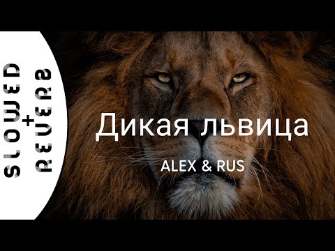 Видео: ALEX&RUS - Дикая львица (s l o w e d  +  r e v e r b)