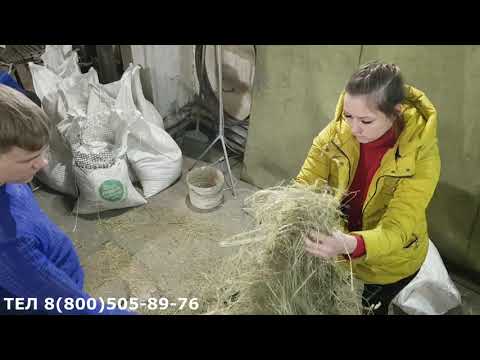 Видео: Сеноизмельчитель Дарья от тюка сена до получения гранул