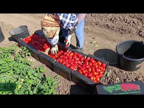 Видео: Помидор 🍅🍅биринчи терим Волгоград Быковода🫰👍