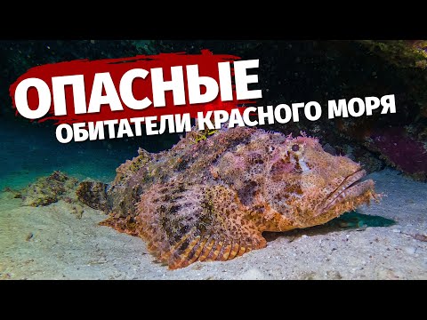 Видео: ⛔️ Самые опасные морские обитатели Красного моря 🇪🇬 Египет 2022