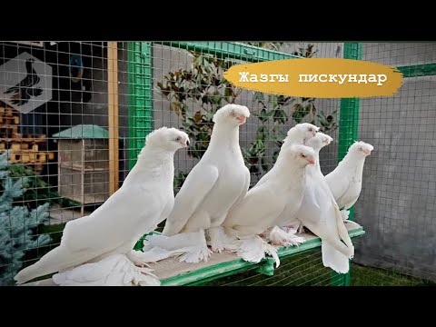 Видео: Жазгы пискундар/коруп бир тамаша кылгыла