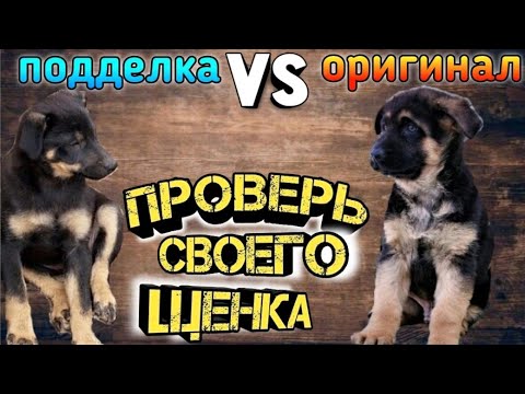 Видео: КАКИМ должен быть щенок НЕМЕЦКОЙ ОВЧАРКИ? Таблица роста щенка по месяцам. Мокрый нос
