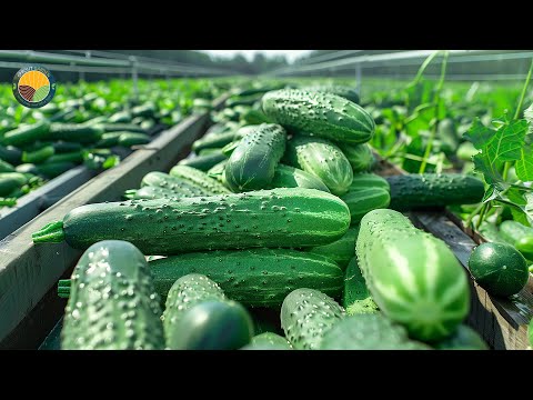 Видео: Как собирают и перерабатывают огурцы для приготовления солений — Mega Pickle Factory | Документал...