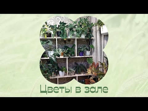 Видео: Комнатные растения дома.  Цветы в зале.