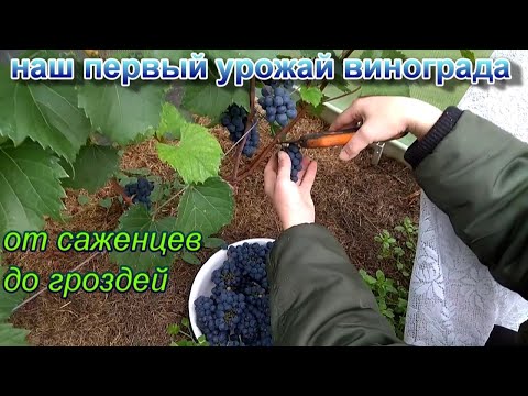 Видео: Выращиваем виноград в Ленинградской области.Часть 6.От саженцев до урожая.Годовой цикл.