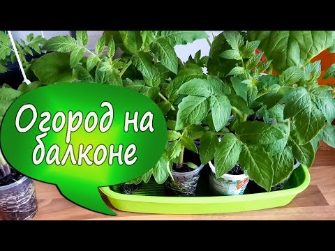 Видео: 24. Огород на балконе  спустя месяц от посадки. Цветут огурцы!