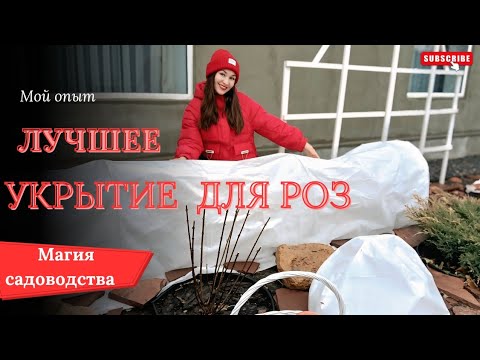 Видео: Лучшее укрытие для роз . Стабильная зимовка#розы #укрытие #укрытиероз #сад #garden #rose #rek 