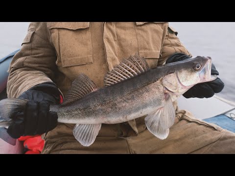 Видео: поймал СУДАКА Фински Залив