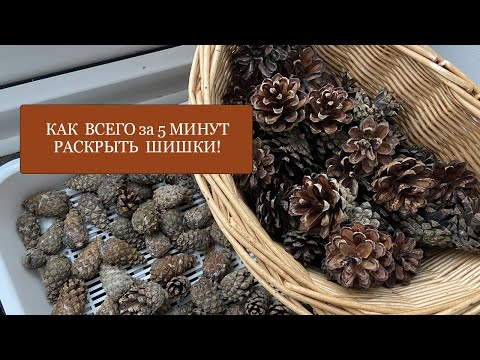Видео: Как ВСЕГО за 5 минут раскрыть шишки! Супер простой и быстрый способ! Вам поможет СВЧ!