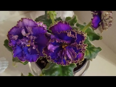 Видео: Фиалки у Алисы. Мои фиалки растут вот так ...