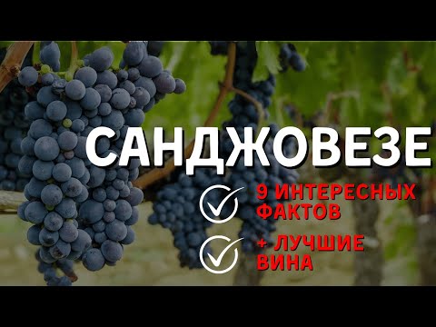 Видео: Сорт винограда [САНДЖОВЕЗЕ] - 9 интересных фактов