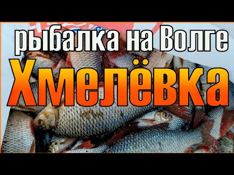 Видео: Рыбалка на Волге. Хмелёвка. Краснопёрка,  окунь, плотва. Рыбалка в островах.