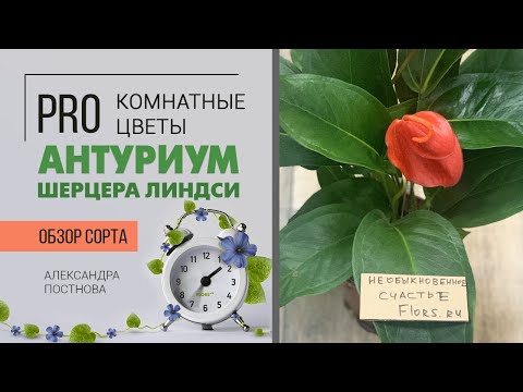 Видео: Комнатный цветущий Антуриум шерцера Линдси - необычное мужское счастье с поросячьим хвостиком.