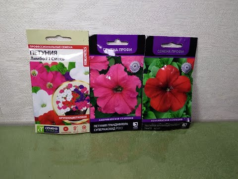 Видео: Любимым способом высеваю крупноцветковую петунию!