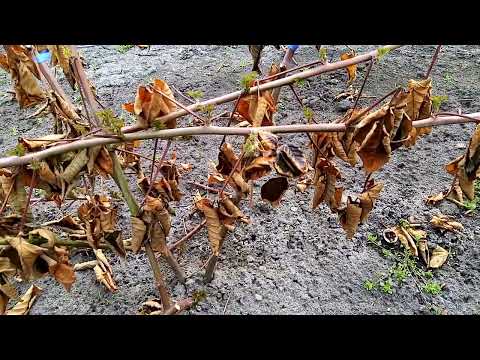 Видео: Ежевика сорт блек джем и прайм арк фридом сравнение зимования без укрытия, лохтей.