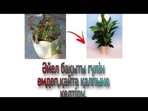 Видео: Әйел бақыты гүлін емдеп жазамыз.Спатифиллиум гүлінің күтімі.