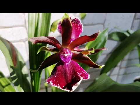 Видео: Зигопеталум! Уход и цветение!