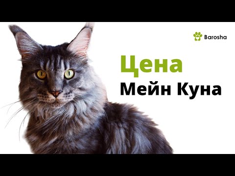 Видео: Мейн Кун цена - Сколько стоят котята Мейн Кун?