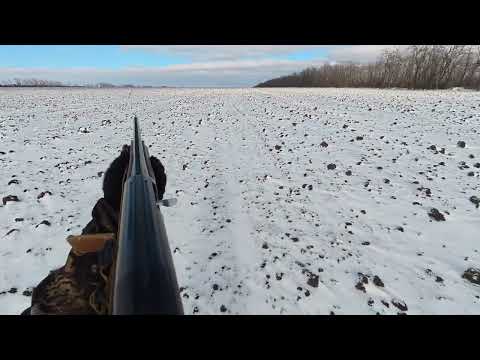 Видео: Неудачная охота на зайца