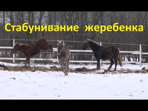 Видео: Жеребёнок знакомится с табуном