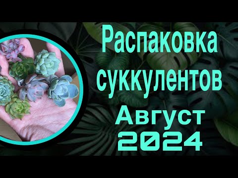 Видео: Распаковка суккулентов август 2024🌺