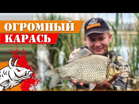 Видео: Огромный карась!  Ловля карася весной на лёгкий флэт!