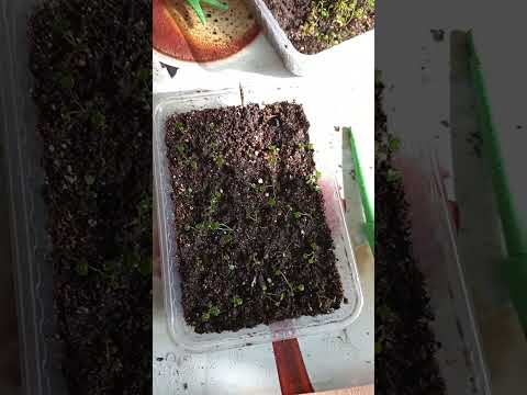 Видео: Домик в посëлке 🏠 Пересадки 😁