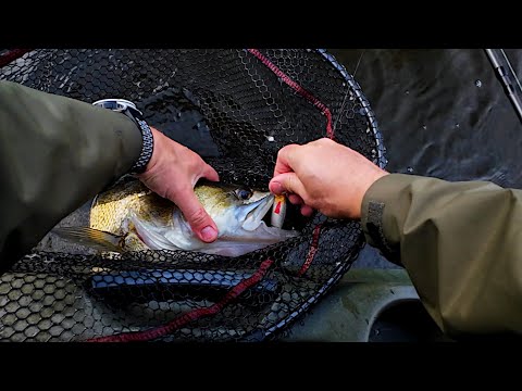 Видео: Ловля на приманку крупных речных хищников