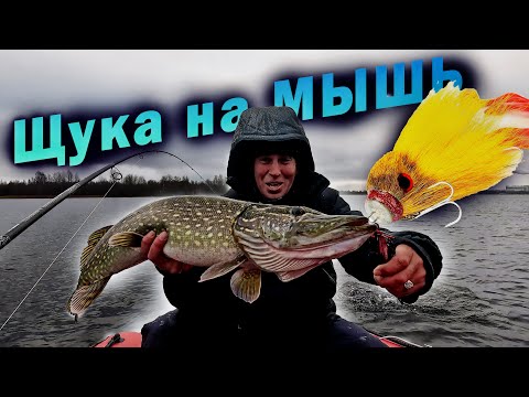 Видео: Щука на МЫШЬ и Zetrix Orsa Nero