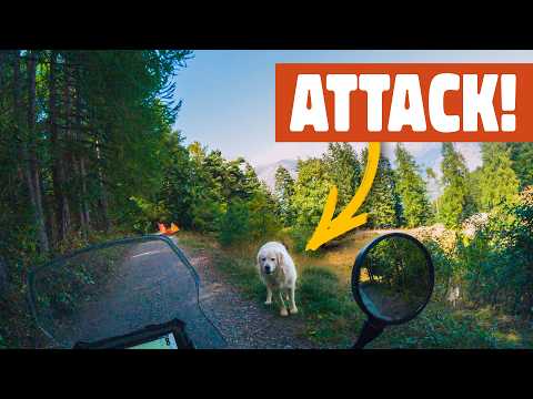 Видео: Эти агрессивные собаки — настоящая проблема | S1E113