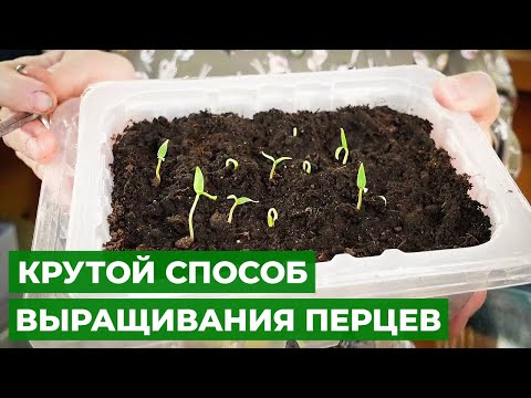 Видео: Посев перцев с перекисью водорода | СЕКРЕТ ПОСЕВА ЗДОРОВЫХ ПЕРЦЕВ