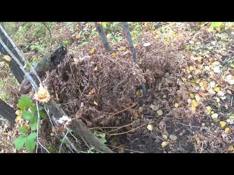 Видео: ПРОДОЛЖАЮ ЛОВИТЬ БАРСУКОВ! КП-320. УСТАНОВКА В КОРОБ НА ПАХУЧУЮ ПРИМАНКУ! 