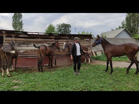 Видео: Бул тайларды көрбөгөн да арманда, албай койгон да арманда || Өтө сындуу тайлар сатылат