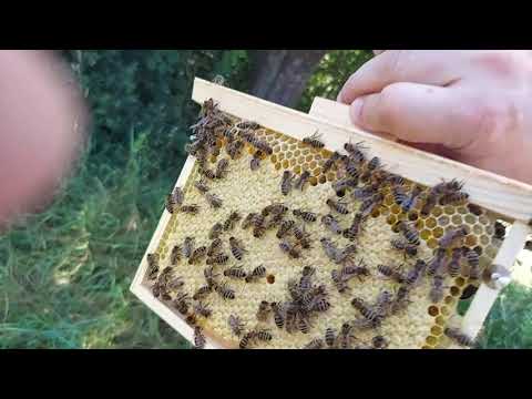 Видео: Пчеловодство В Бававрии.Вощина Bee World в нуках и семьях.