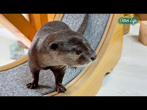 Видео: Моя выдра просто обожает новое колесо для кошек [Жизнь Выдры- День 986]