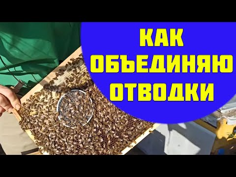 Видео: Как объединить обводки пчел осенью перед зимовкой без потери матки