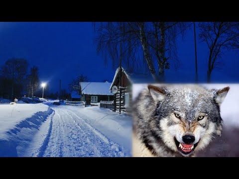 Видео: ВОЛКИ ДЕРЖАТ В СТРАХЕ ЦЕЛЫЙ ГОРОД,НАПАДАЯ НА СОБАК ПРЯМО НА УЛИЦАХ! УЖАС 2021 ГОДА!