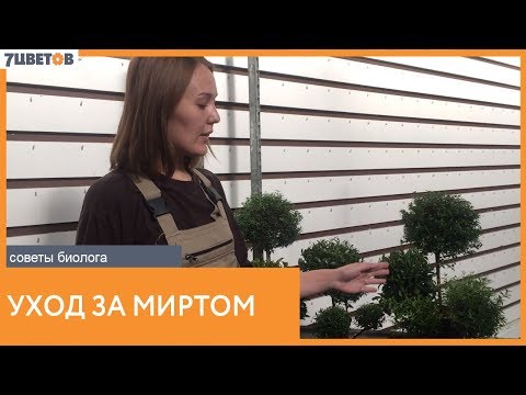 Видео: Уход за растениями семейства миртовые. Рекомендации биолога компании 7ЦВЕТОВ