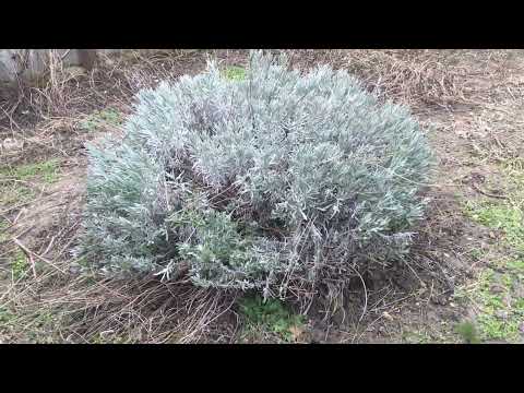 Видео: Наш участок в Джигинке