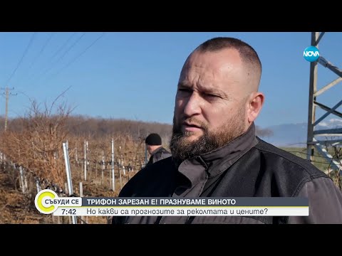Видео: Пътят на виното: Как винопроизводителите посрещат Трифон Зарезан? - Събуди се...(01.02.2025)