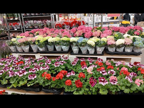 Видео: ЦВЕТЫ К 8 МАРТА💐ЛЕМАНА ПРО И АШАН🌹🌸🏵ЦВЕТОЧНЫЙ РАЙ😍РОСТОВ
