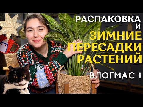 Видео: РАСПАКОВКА растений ЗИМОЙ | пересаживаю ЗАСУШЕННЫЙ СПАТИФИЛЛУМ | уютный ЗЕЛЁНЫЙ влогмас #1