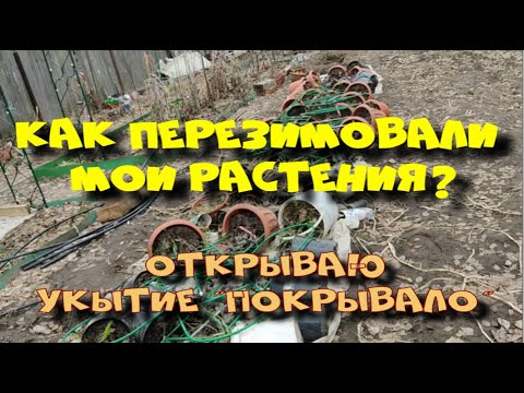 Видео: Как перезимовали растения под укрытием "ПОКРЫВАЛО"?