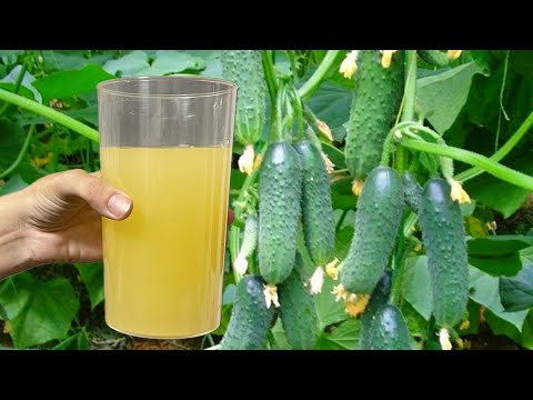 Видео: СРОЧНО дайте В КОНЦЕ ИЮЛЕ огурцам, и они сразу обильно заплодоносят и дадут тонны урожая!