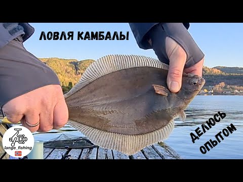 Видео: ЛОВЛЯ КАМБАЛЫ, ДЕЛЮСЬ ОПЫТОМ + НЕОЖИДАННЫЙ ТРОФЕЙ! рыбалка в Норвегии с берега. Норвегия. Рыбалка.