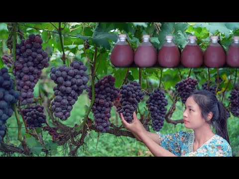 Видео: Выберите корзину с виноградом и заварите горшок с вином.